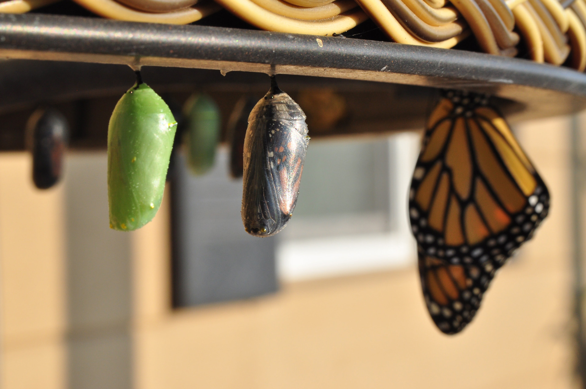 image of a hanging butterfly